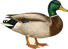 Mallard