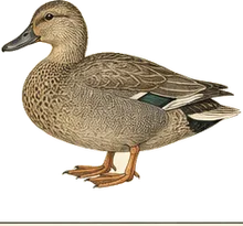 Gadwall