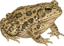 Great Plains Toad