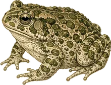 Green Toad