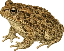 Fowler's Toad
