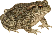Woodhouse's Toad