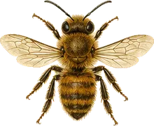 Tawny Mining Bee