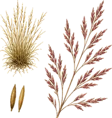 Little Bluestem