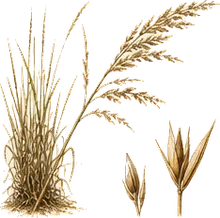 Broomsedge