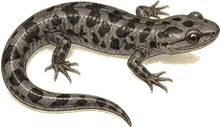 Clouded Salamander
