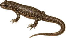 Arboreal Salamander