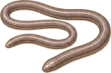 Mexican Blind Snake