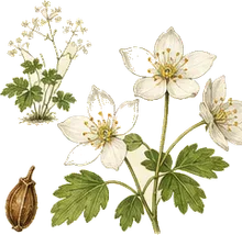 Rue Anemone