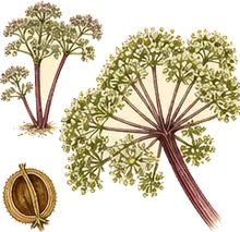 Purple-stemmed Angelica