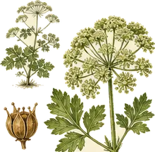 Sea-coast Angelica