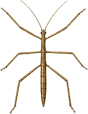 Southern Two-striped Walkingstick