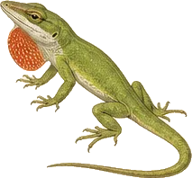 Green Anole