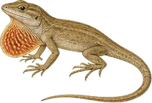 Brown Anole