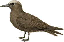 Brown Noddy