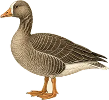Greater White-fronted Goose