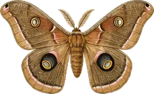 Polyphemus Moth