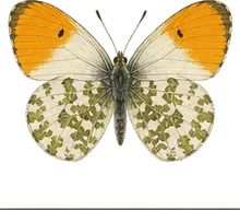 Falcate Orangetip