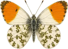 Sara Orangetip