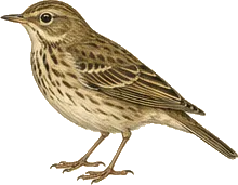 Olive-backed Pipit