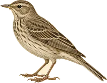 American Pipit