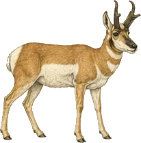 Pronghorn