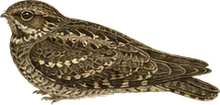 Chuck-will's-widow