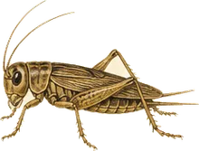 Tree Cricket