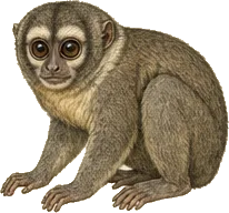 Panamanian Night Monkey