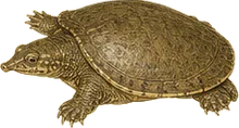 Spiny Softshell Turtle
