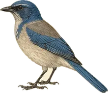 California Scrub-Jay