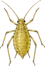 Oleander Aphid