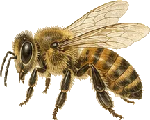 Dwarf Honey Bee