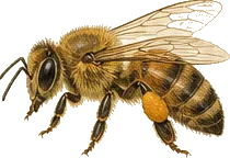 Western Honey Bee