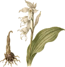 Puttyroot Orchid