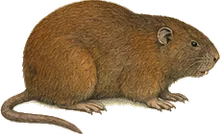 Mountain Beaver