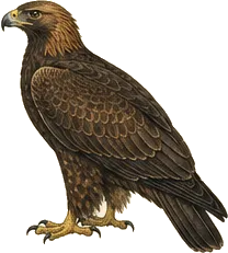 Golden Eagle
