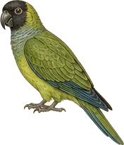Nanday Parakeet