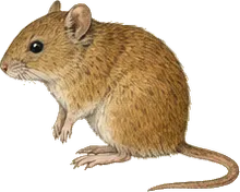 Red Tree Vole