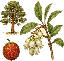 Pacific Madrone