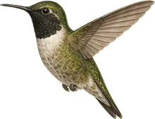Black-chinned Hummingbird