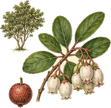 Hairy Manzanita