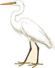 Great Egret