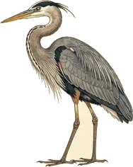 Great Blue Heron