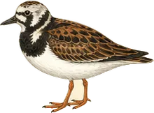 Ruddy Turnstone