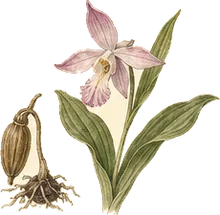 Dragon's Mouth Orchid