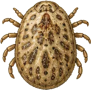 Pigeon Tick