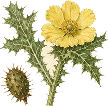 Mexican Prickly Poppy