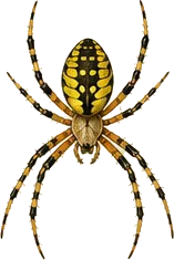 Yellow Garden Spider