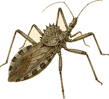 Wheel Bug
